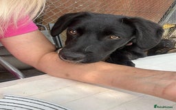 Mixed Breed dogs for adoption: Barney - Norwich norfolk  - Image 19