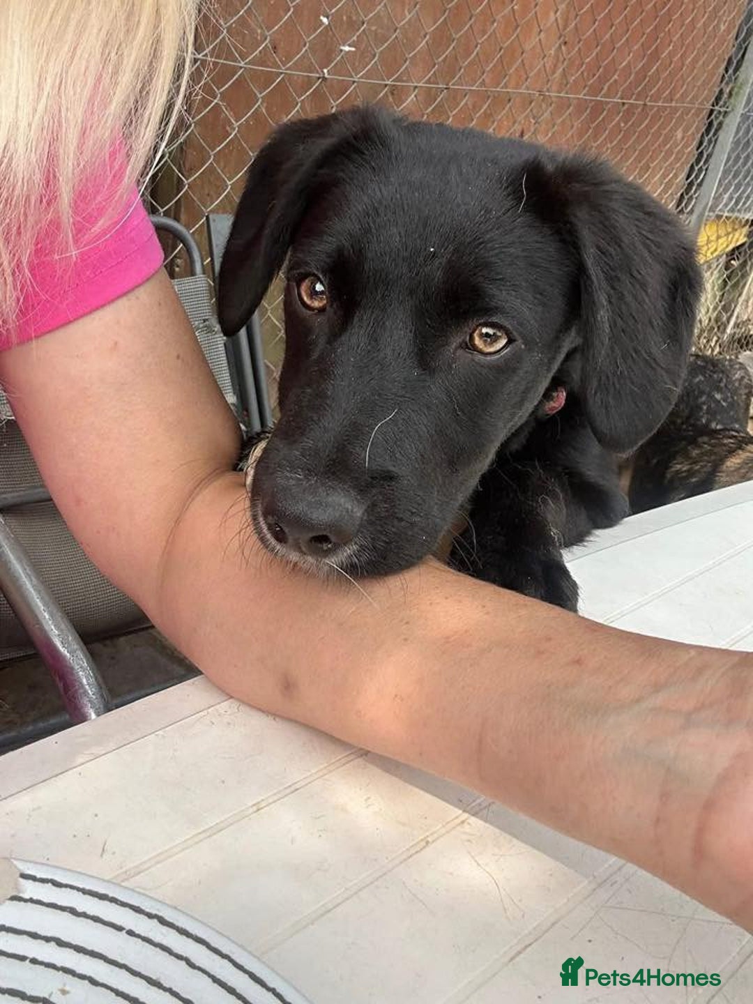 Mixed Breed dogs for adoption: Barney - Norwich norfolk  - Image 19