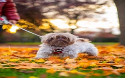 Shih Tzu dogs for stud: Rare Lilac Imperial Shih Tzu - Image 6