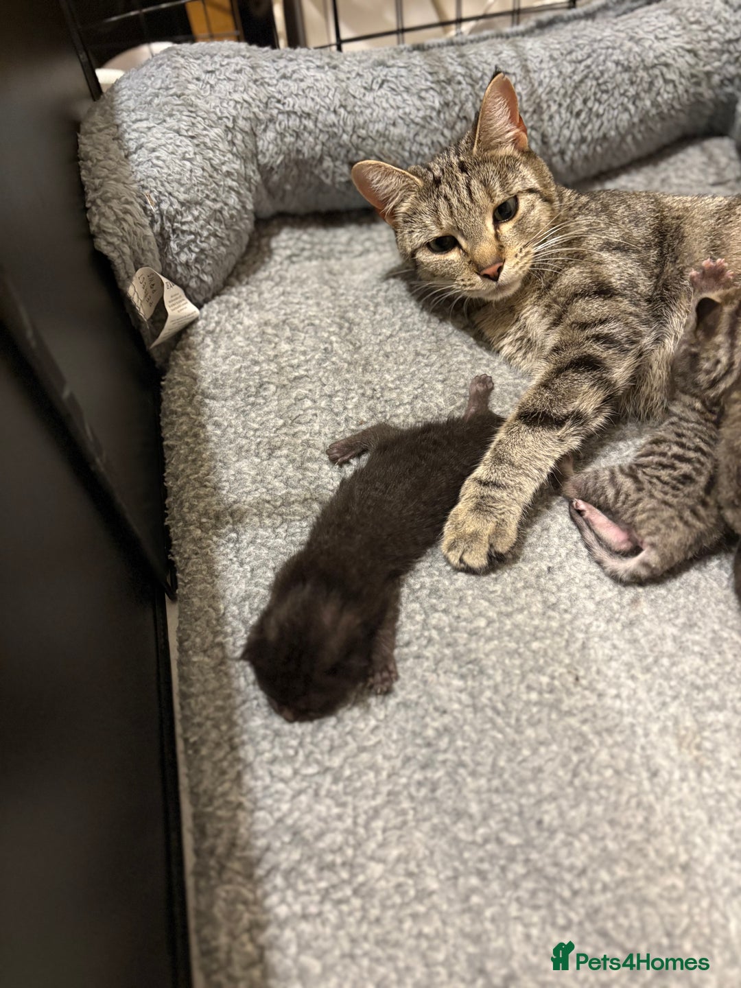 Mixed Breed cats for sale: 2 Tabby & 1 Black Female, 1 Black/White Male - Image 12