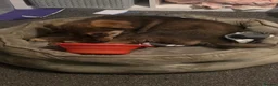 Mixed Breed dogs for sale: German shepherd cross rottweiler  in Halifax - Advert 2