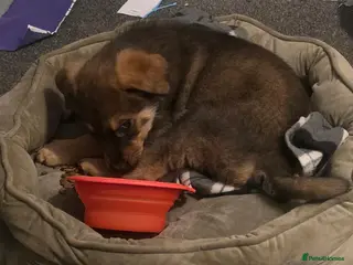 Mixed Breed dogs German shepherd cross rottweiler - Advert 5