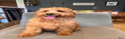 Goldendoodle dogs for sale: Mini Irishdoodle Ready now! health tested parents - Advert 6