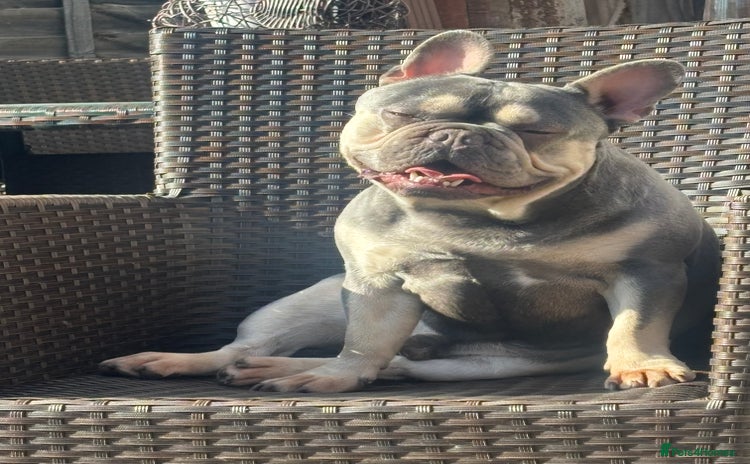 French Bulldog dogs - Advert 7
