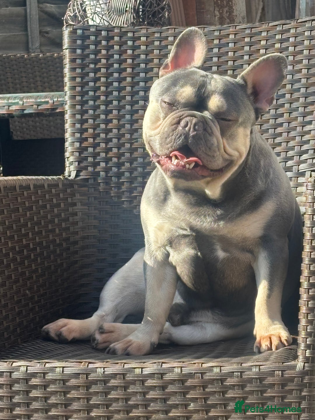 French Bulldog dogs for sale: Gorgeous lilac and tan boy - 3 years  - Image 1