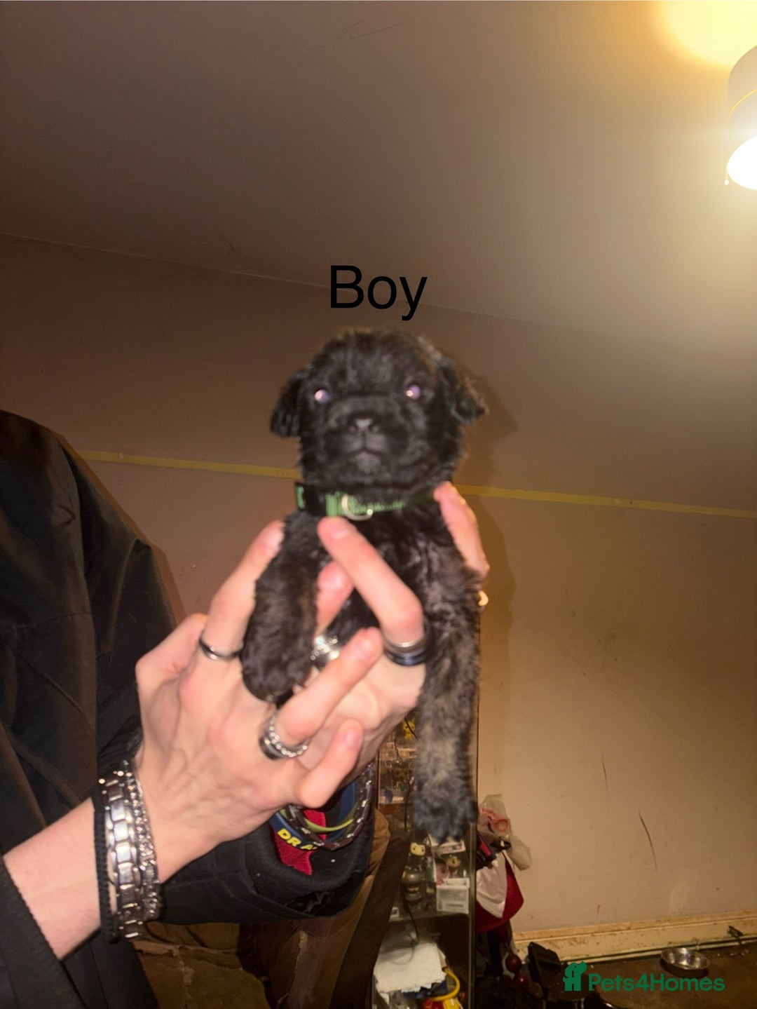 Mixed Breed dogs for sale: Rottweiler cross Staffie pups  - Advert 7