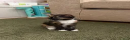 Mixed Breed cats for sale: Kittens  - Advert 15