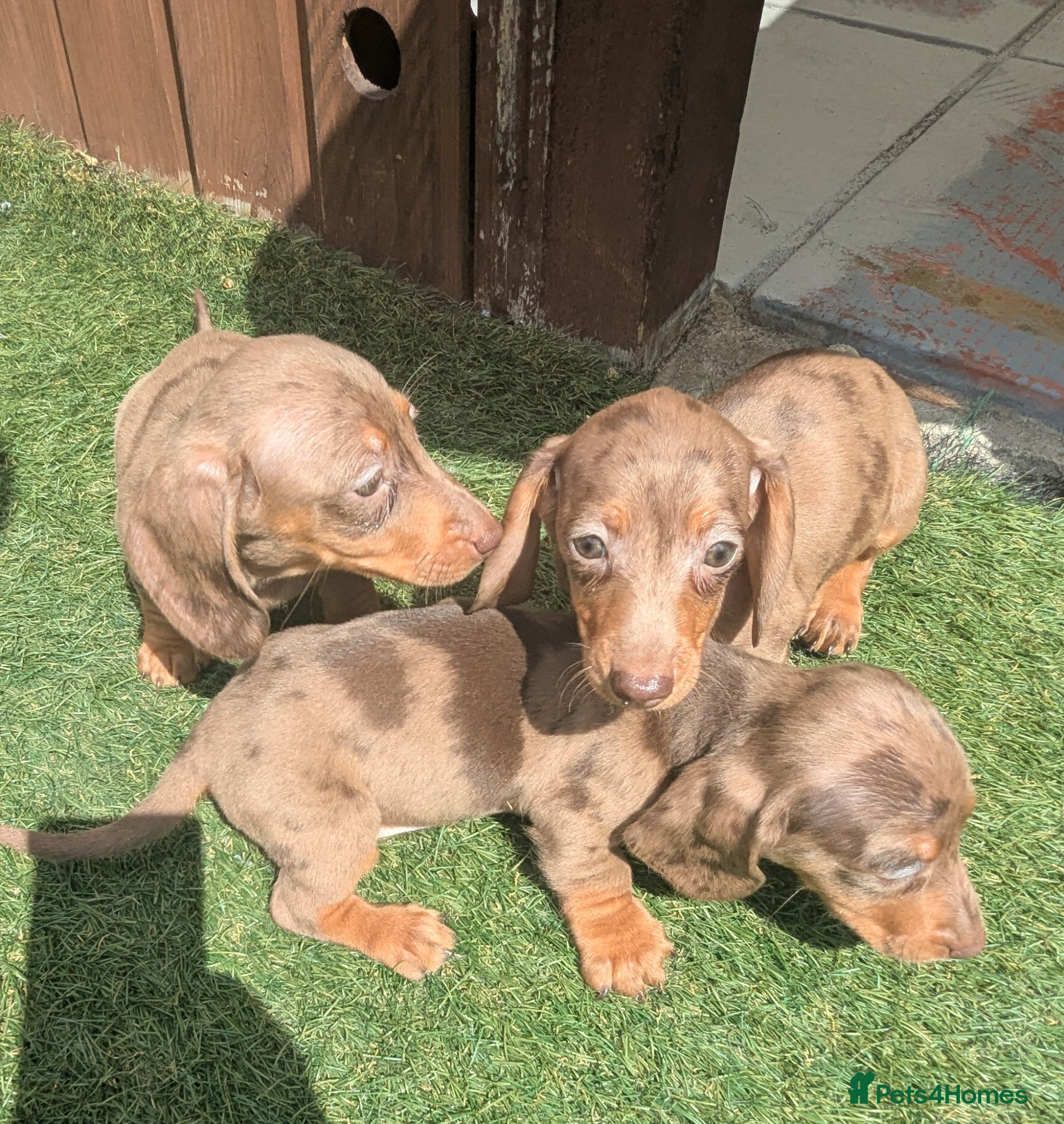 Miniature Dachshund dogs Mini dachshund  - Advert 1