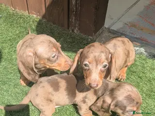 Miniature Dachshund dogs Mini dachshund - Advert 2