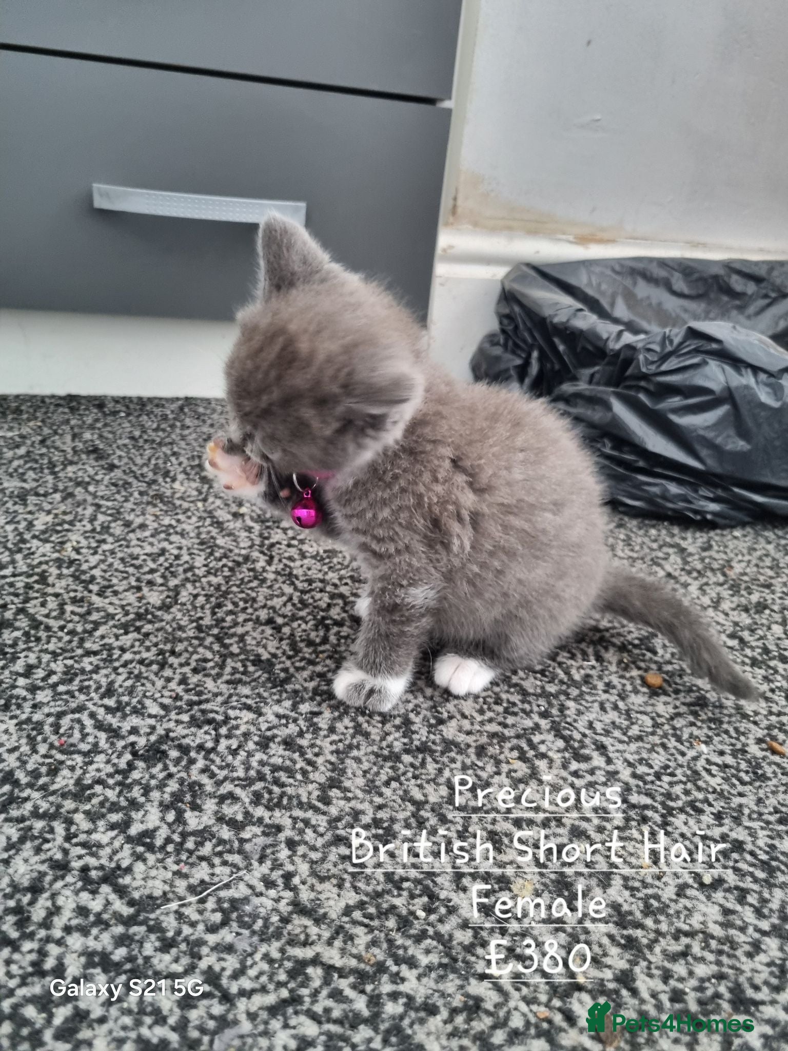 British Shorthair cats British Short Hair/ Scottish Fold - Advert 5