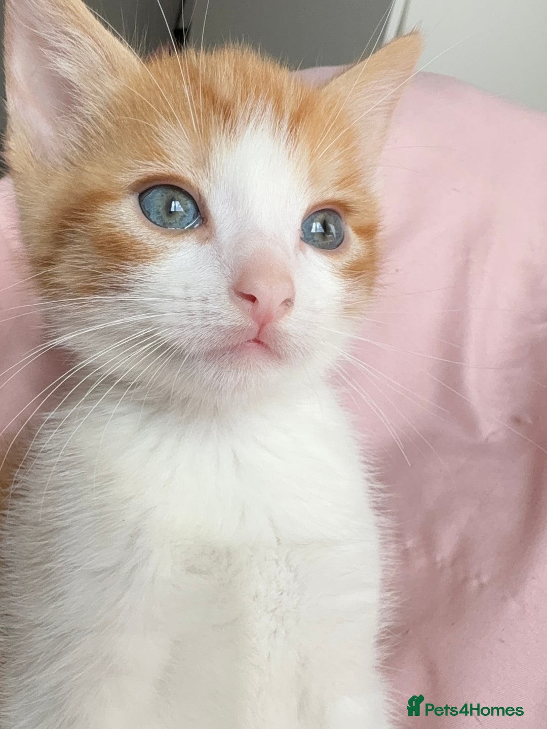 British Shorthair cats for sale: 2 Adorable Kittens  - Image 3