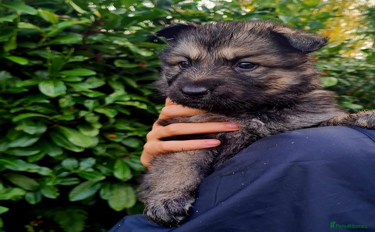 German Shepherd dogs German Shepherd Puppies For Sale - Advert 8