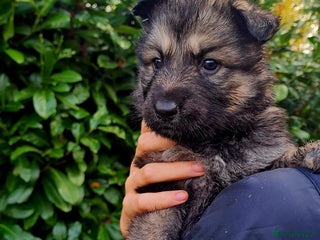 German Shepherd dogs German Shepherd Puppies For Sale - Advert 6