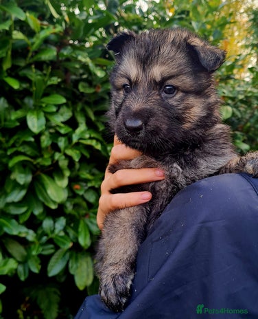 German Shepherd dogs German Shepherd Puppies For Sale - Advert 14