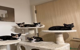 Mixed Breed cats for sale: Beautiful kittens ready for new loving homes  - Advert 1