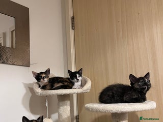 Mixed Breed cats Beautiful kittens ready for new loving homes - Advert 1