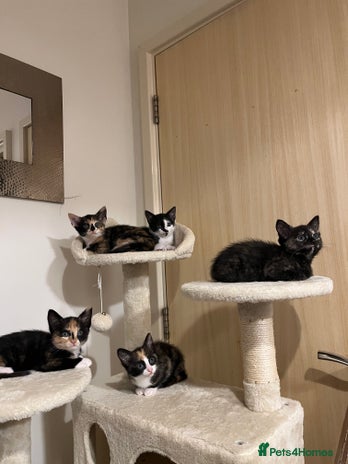 Mixed Breed cats Beautiful kittens ready for new loving homes - Advert 1