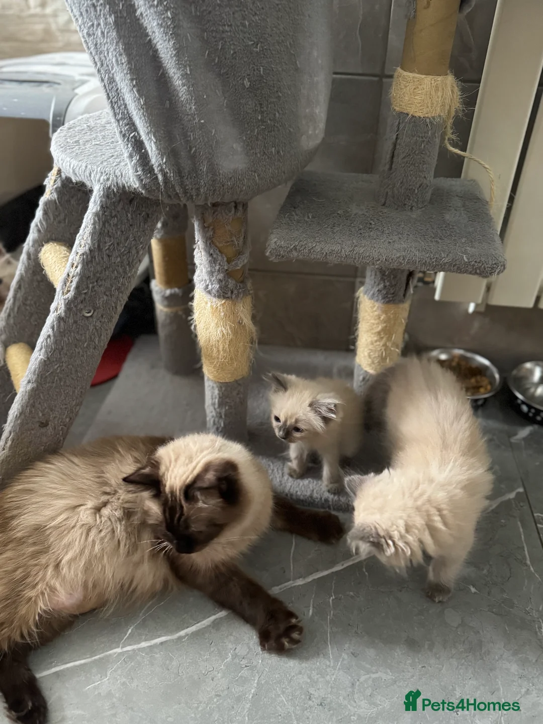 Ragdoll cats for sale: Ragdoll kittens  - Advert 4