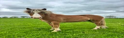 Welsh Section A horses for sale: Young Welsh Gelding to Good Home - Advert 7