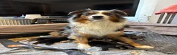 Mixed Breed dogs for sale: 8 Puppies for Sale - 6 Male, 2 Female - Advert 11
