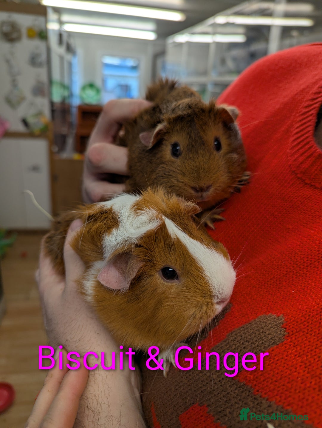 Guinea Pig rodents for sale: Guinea pigs babies & adults. Lunkarya cross breed - Advert 14