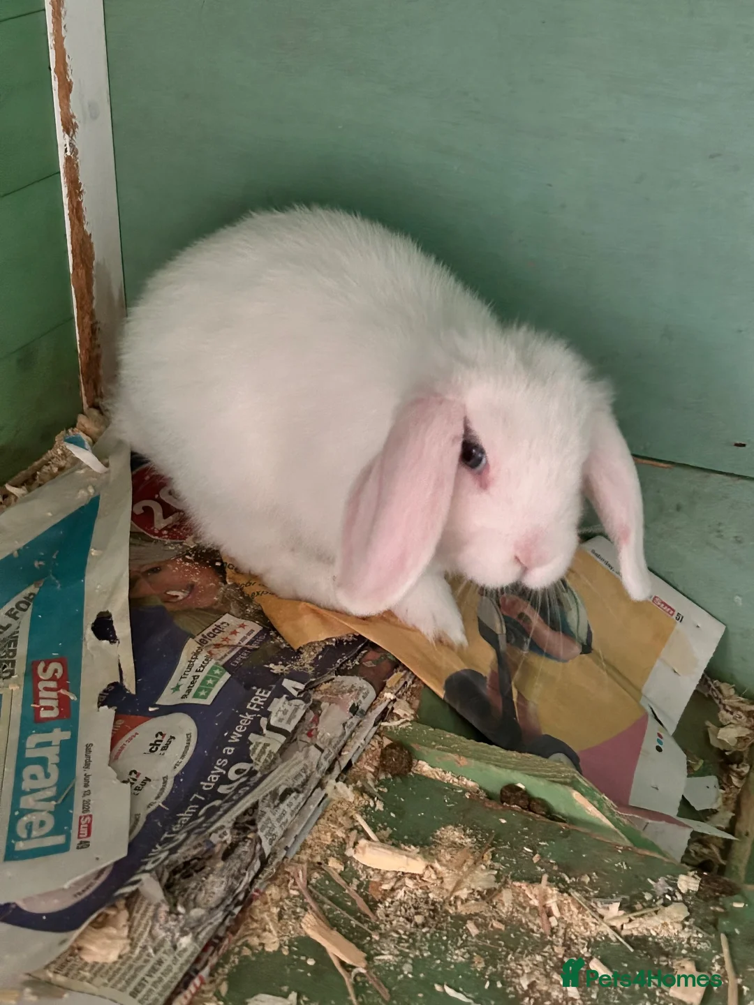 Mixed Breed rabbits for sale: Baby bunnies - Advert 10
