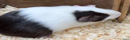 Guinea Pig rodents for sale: A pair of sisters - Dutch golden agouti - Advert 6
