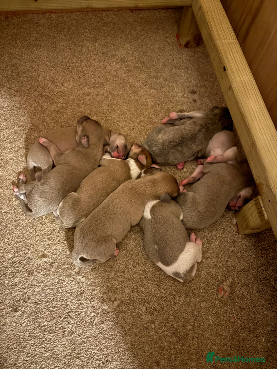 Whippet dogs for sale: Kc blue fawn whippet pups  in Redcar - Advert 2