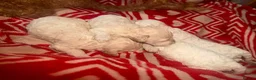Toy Poodle dogs for sale: Toy poodles - Advert 4