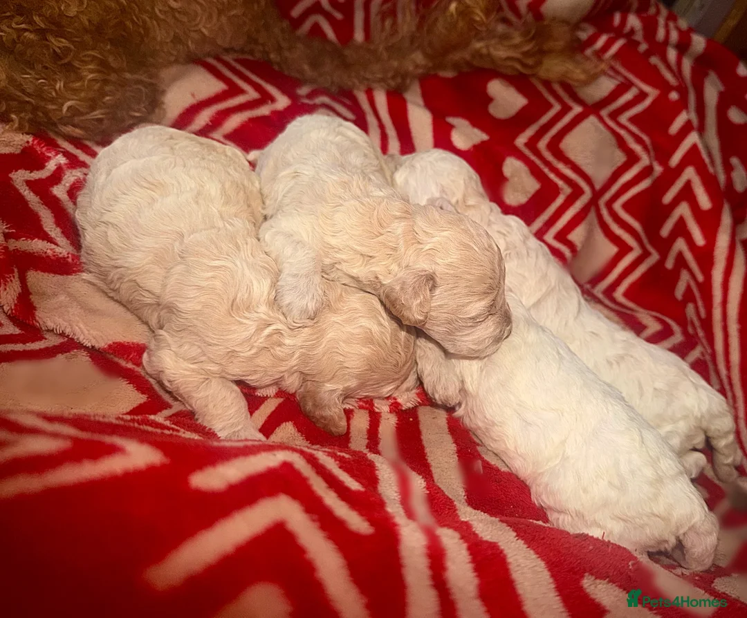 Toy Poodle dogs for sale: Toy poodles - Advert 4