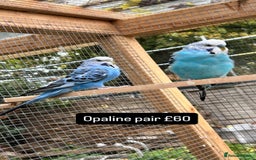 Budgerigars birds for sale: Proven pairs budgies all adult 2+ years old  - Image 9