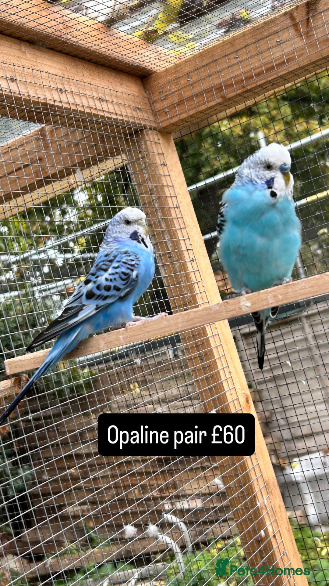 Budgerigars birds for sale: Proven pairs budgies all adult 2+ years old  - Image 9