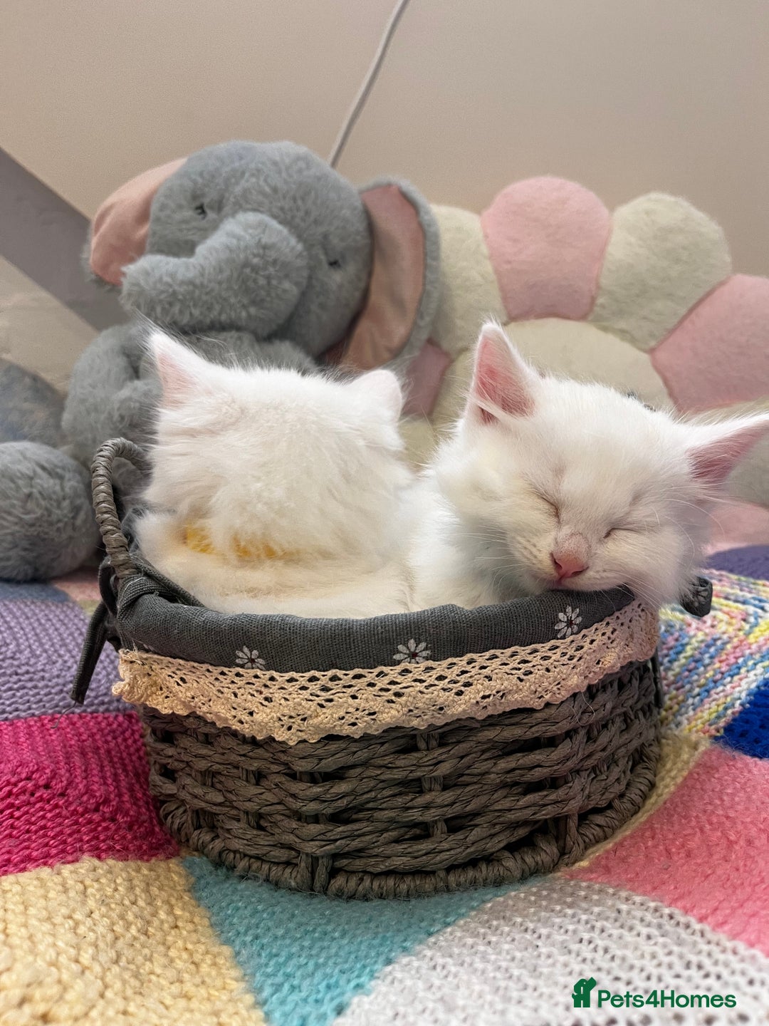 Turkish Angora cats for sale: Turkish Angora Longhair kittens - Advert 3