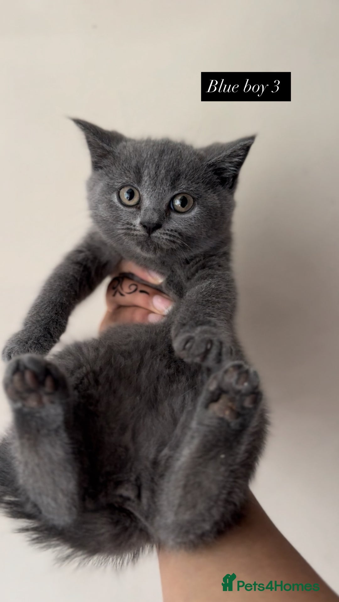 British Shorthair cats for sale: Colourpoint/ bicolour British shorthair kittens  - Image 9