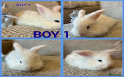 Angora rabbits for sale: English full faced Angora babies  - Image 4