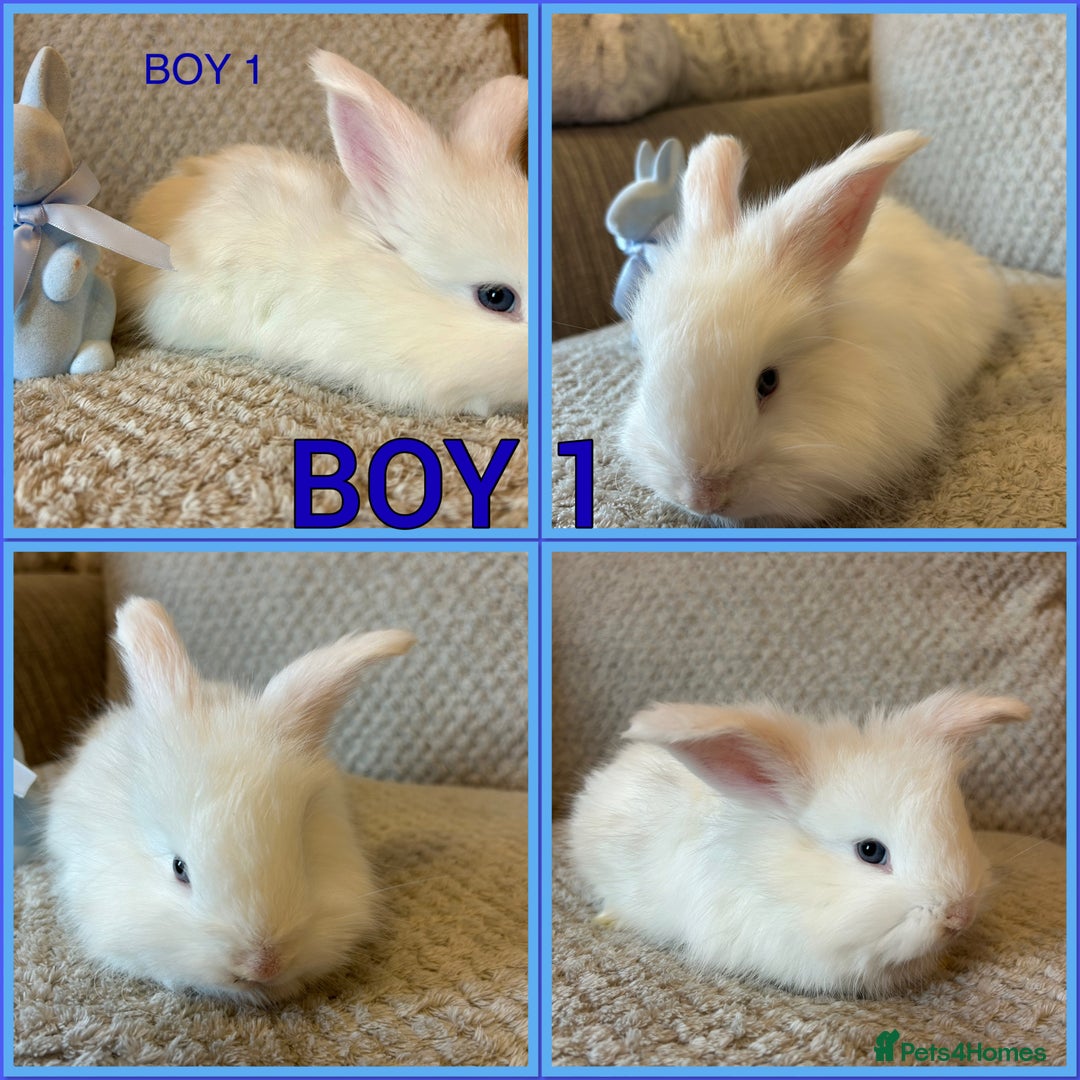 Angora rabbits for sale: English full faced Angora babies  - Image 4