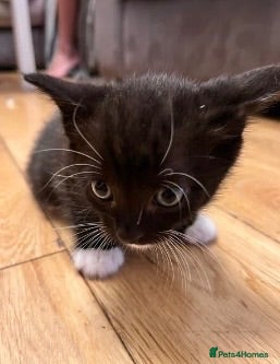 Mixed Breed cats 2 male kittens - Advert 1