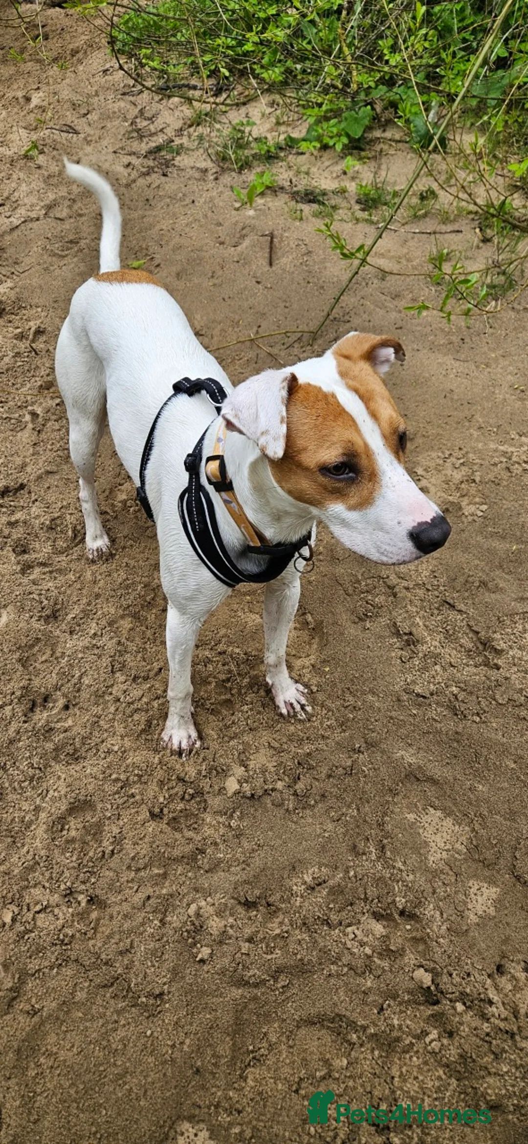 Mixed Breed dogs for sale: Sonny  in Hexham - Advert 3