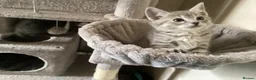 Ragdoll cats for sale: British short hair & ragdoll x - Advert 5