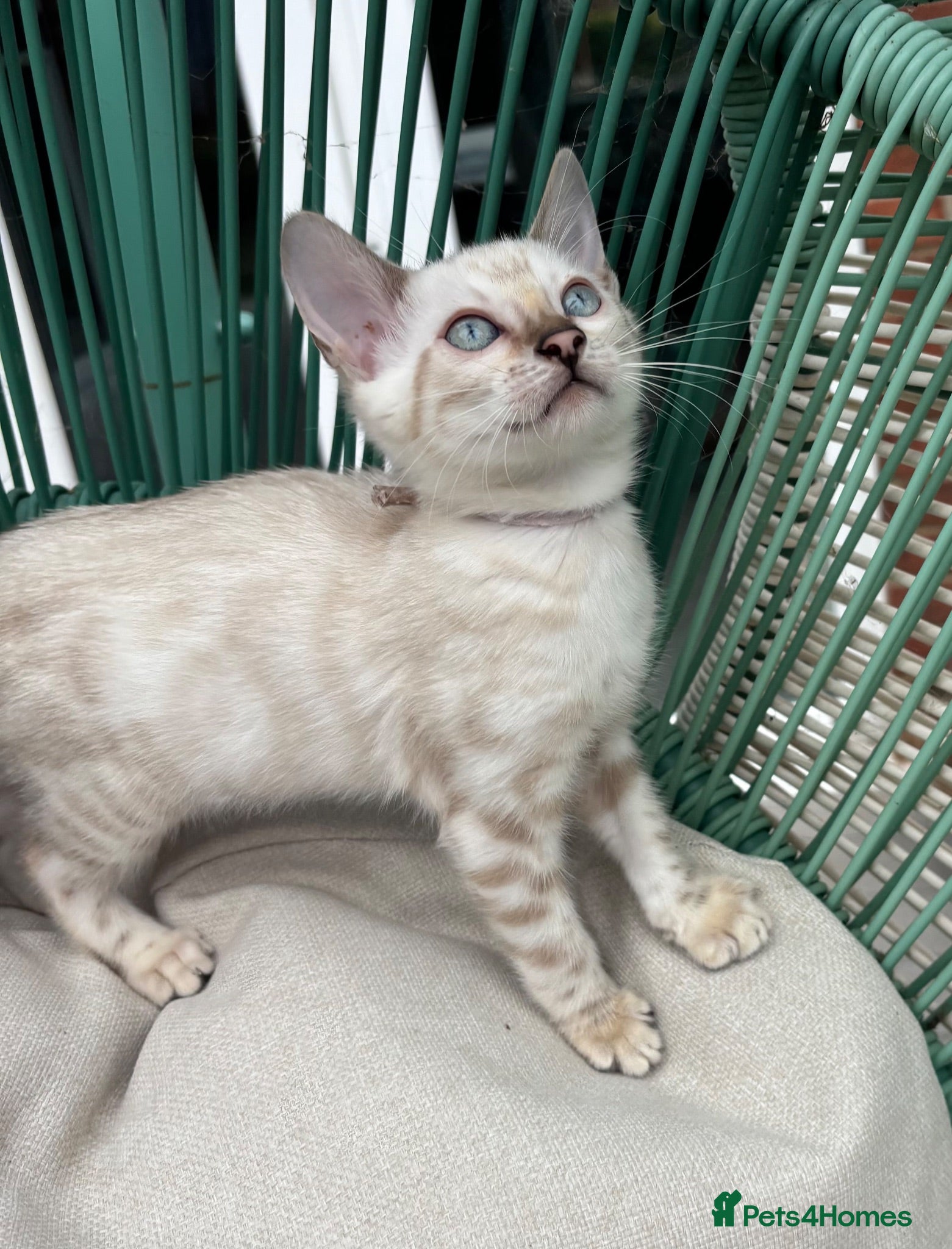 Bengal cats Pedigree Snow Glittery Bengals  - Advert 2