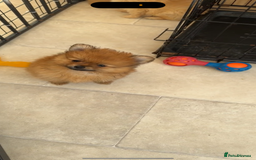 Pomeranian dogs for sale: One female for sale  - Image 2