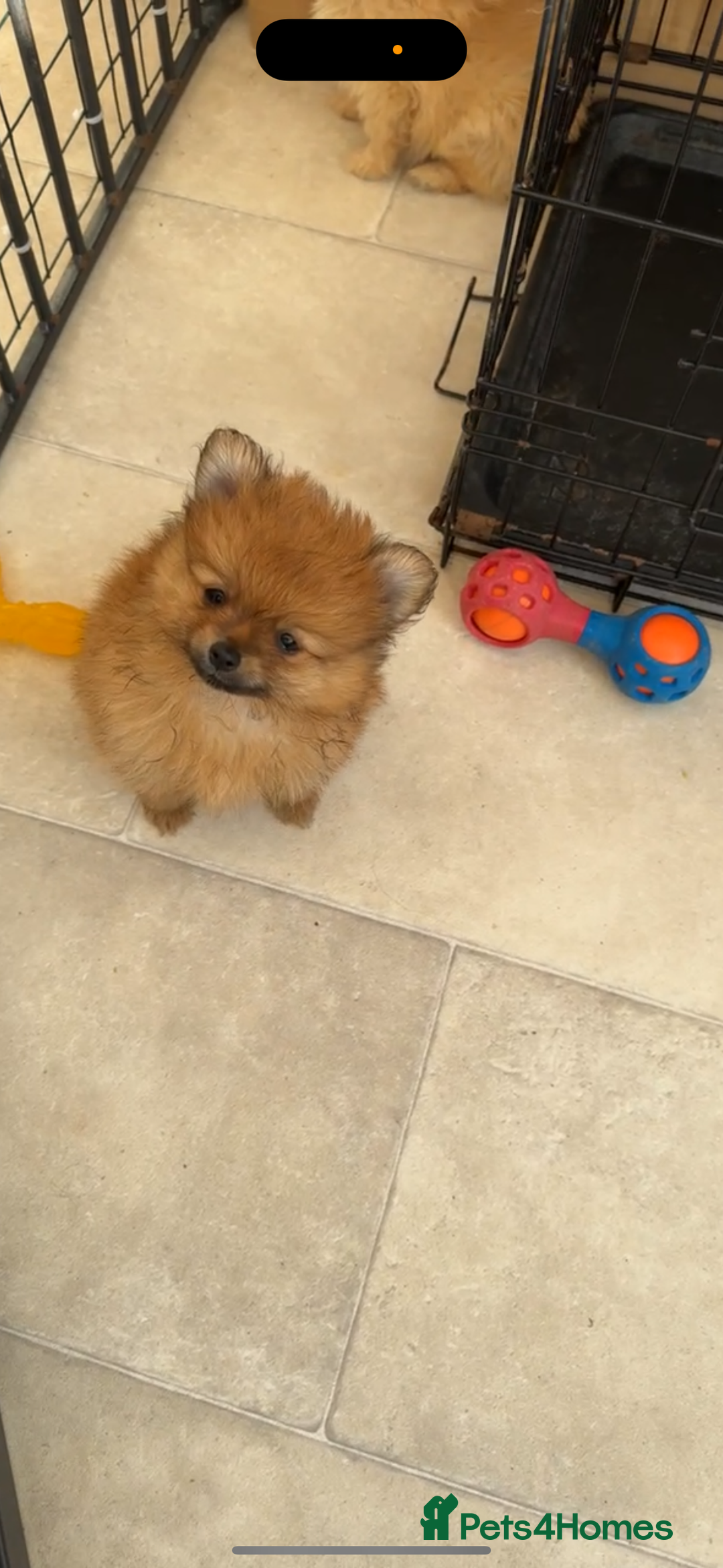 Pomeranian dogs for sale: One female for sale  - Image 2