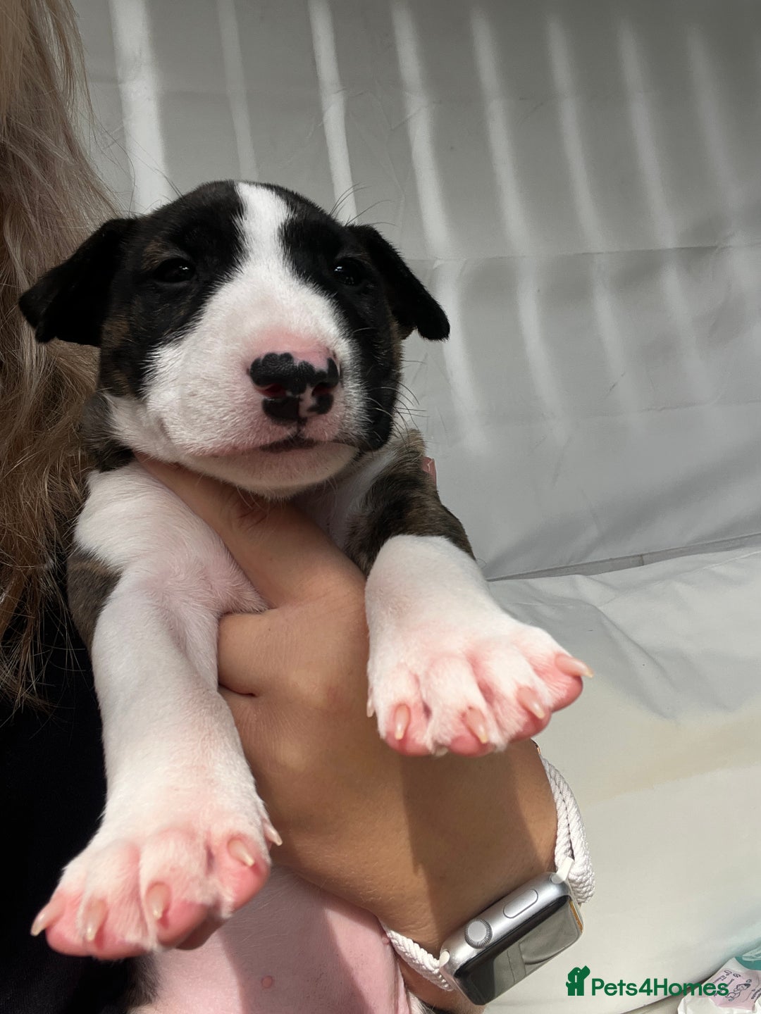 English Bull Terrier dogs for sale: Janineabullz bull terriers beautiful litter  - Image 27