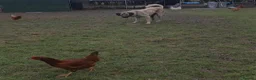 Anatolian Shepherd dogs for sale: 2YearOld Livestock Guardian Dog Working/Rural Home - Advert 4