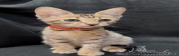 Savannah cats for sale: 12 Weeks Old 5*! -Exceptional Quality Tica Registr - Advert 27