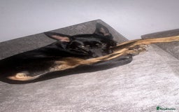 German Shepherd dogs for sale: German shepherd  - Image 1