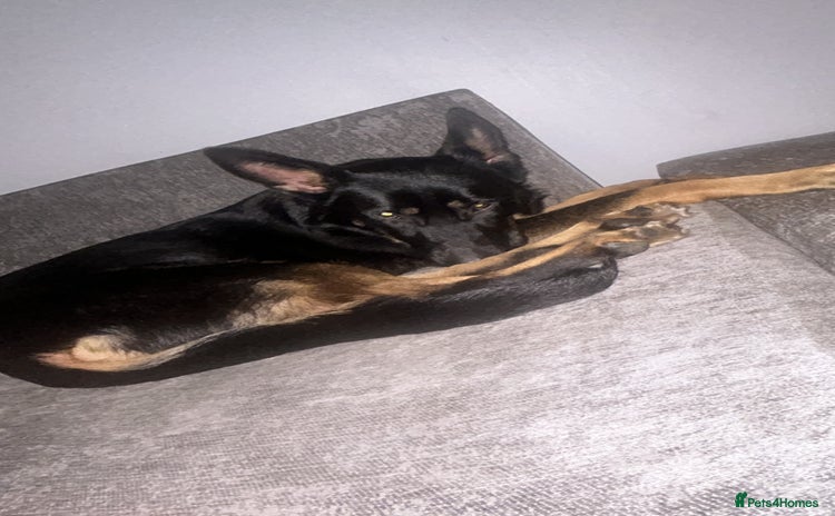 German Shepherd dogs - Advert 8