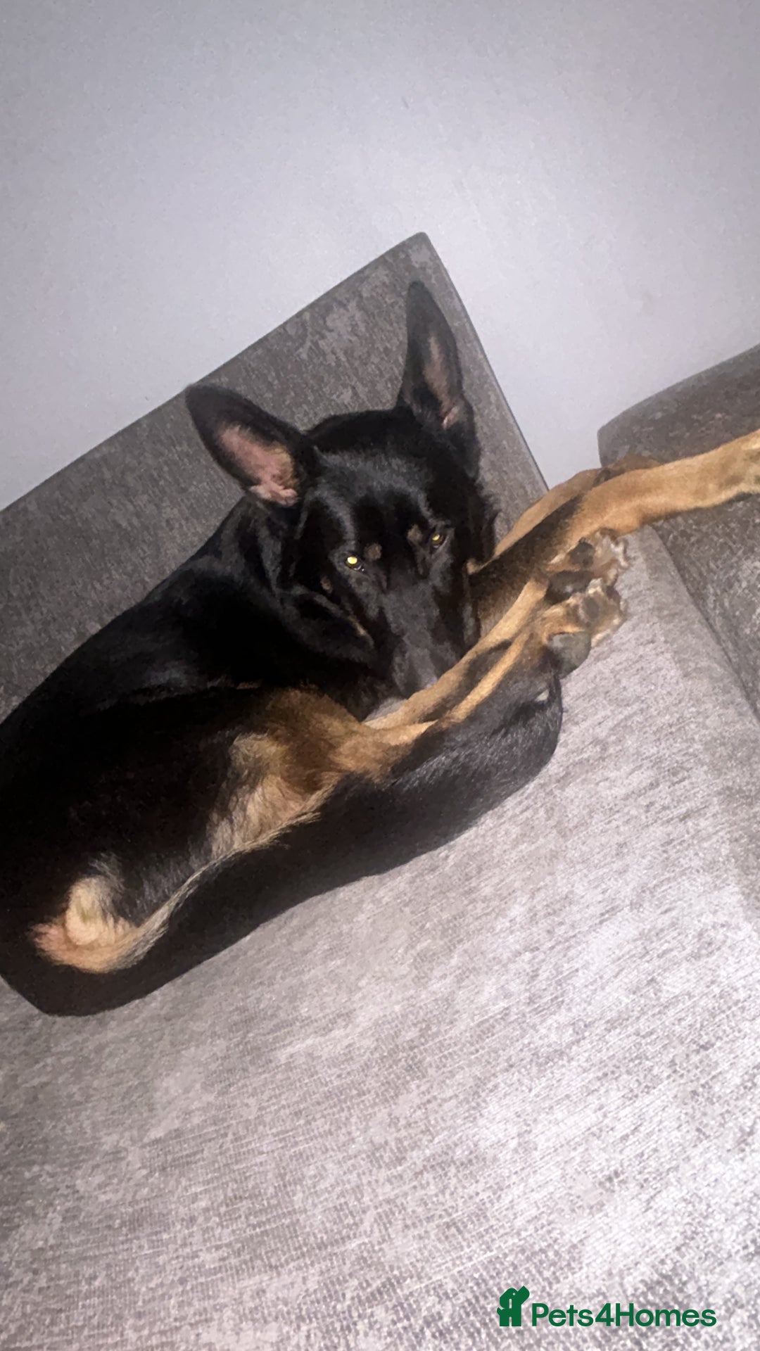 German Shepherd dogs for sale: German shepherd  - Image 1