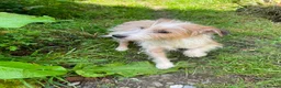 Jack Russell dogs for sale: 3 Little Jack Russell Puppies for sale  in Lifton - Advert 4