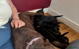 Labrador Retriever dogs for sale: Beautiful Labrador pups  - Image 10